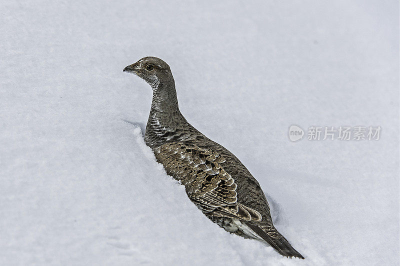 Dusky Grouse (Dendragapus obscurus)是一种森林松鸡，原产于北美黄石国家公园的落基山脉，怀俄明州。躺在雪地里。